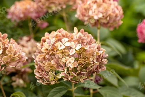 Preview: Flowering hydrangea tree, Hydrangea arborescens or Candybelle Bubblegum in the garden in summer