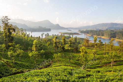 Preview: Tea plantation