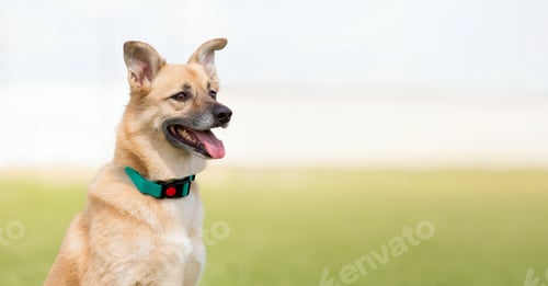 Preview: Dog smiling. Happy mutt dog. Dog without breed