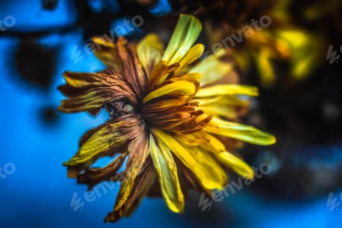 Preview: Closeup flowers