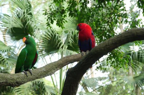 Preview: Sun Cornure parrots yellow and green. Parrots are raise
