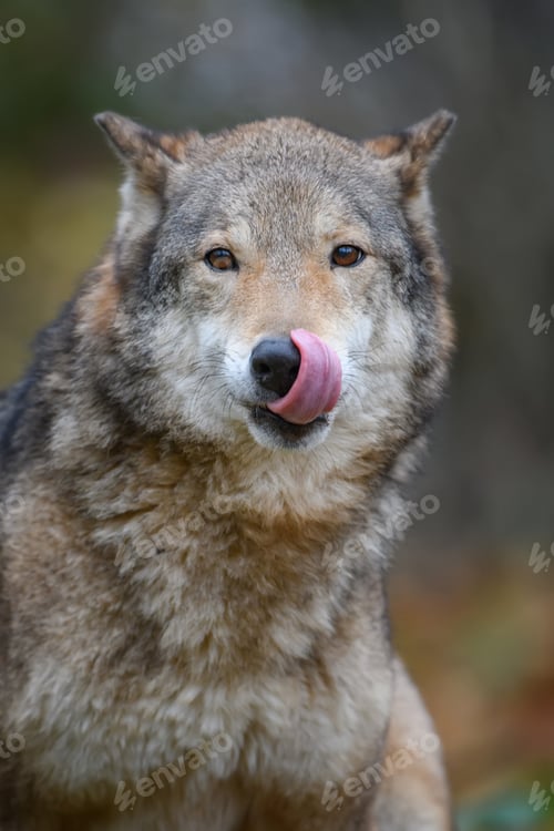 Preview: Close up portrait wolf in autumn forest background