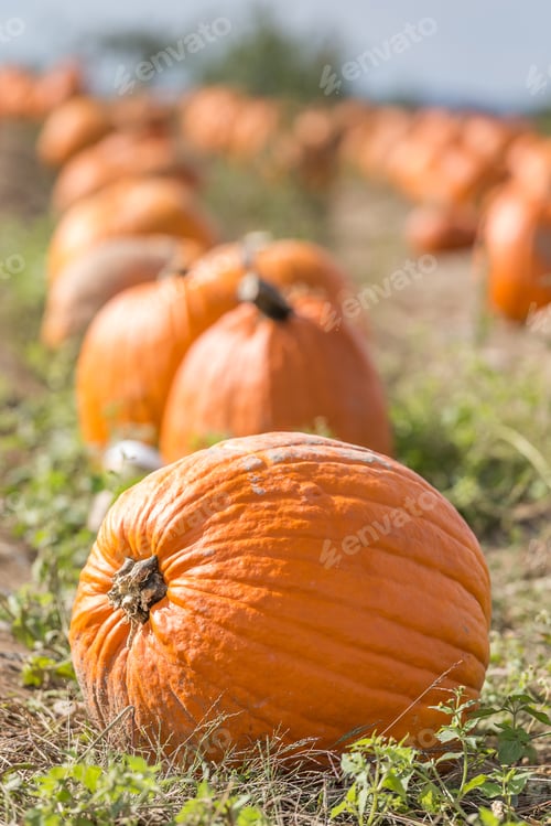 Preview: Pumpkin agricultural field at the farm in New York state, vertical shot