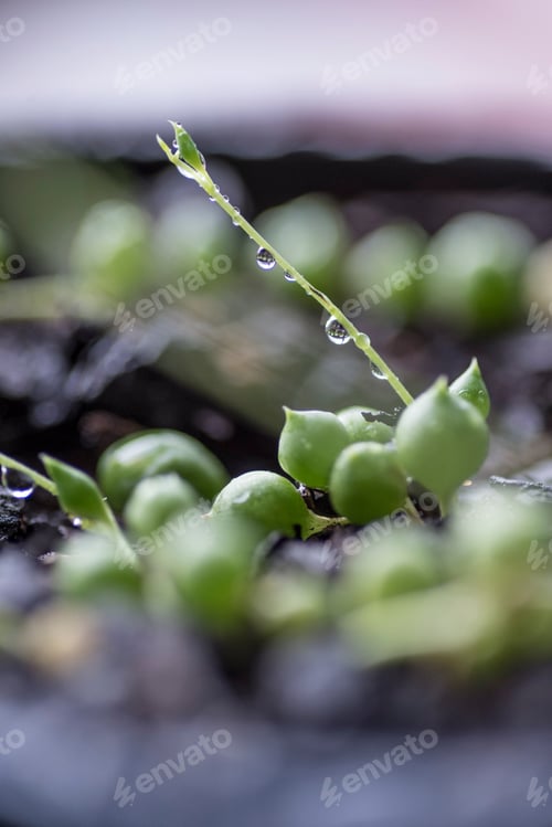 Preview: Tiny droplets on a young plant, nature, depth of field. Green