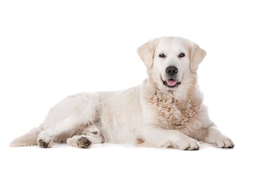 Preview: Calm Golden Retriever Dog Relaxing on White Background