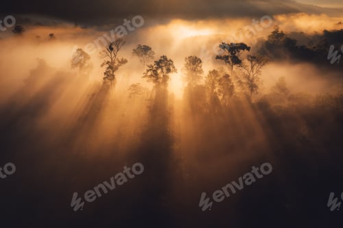 Preview: Sunrise in the forest,Orange light through morning fog in forest, high angle view