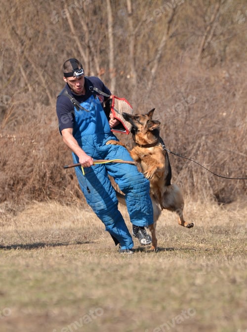 Preview: Police Dog Training