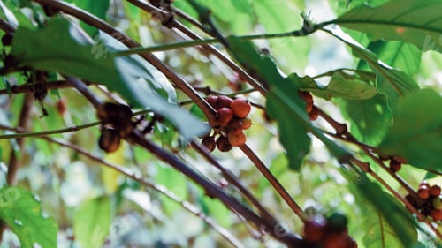 Red Berries and Green Leaves on a Branch