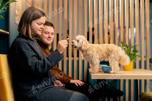 Preview: lapdog on the table he is happy to be next to her and eat delicious first trip to the dog cafe