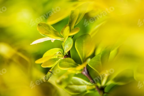 Preview: Macro Photo of Green Garden Plant Leaves