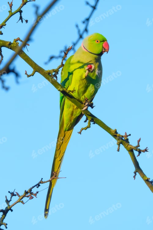 Preview: Rose-ringed parakeet. Bird on a branch. Blurred background.