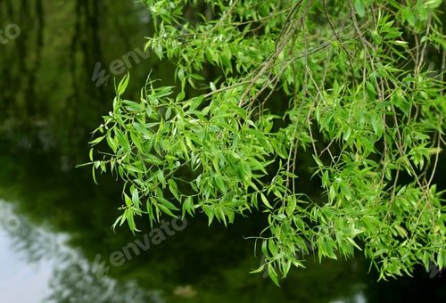 Preview: branch of willow tree