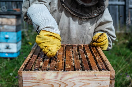 Preview: Honey harvest in apiary. Bees on honeycomb. Beekeeper removes excess honeywax to pull out frame with