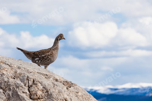 Preview: Ruffed Grouse Bonasa umbellus bird watching