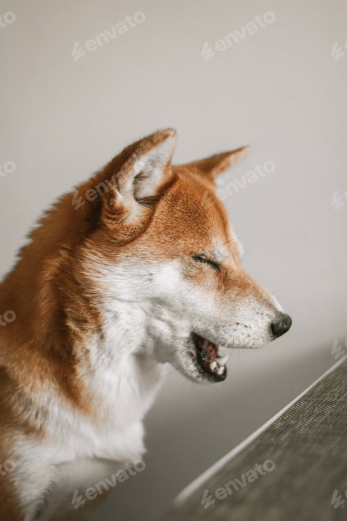 Preview: Shiba inu. Portrait of japanese shiba inu dog