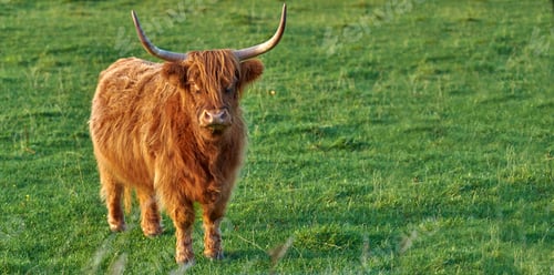 Preview: Highland cows
