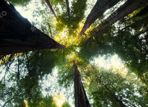 Preview: Giant Sequoia, California, USA