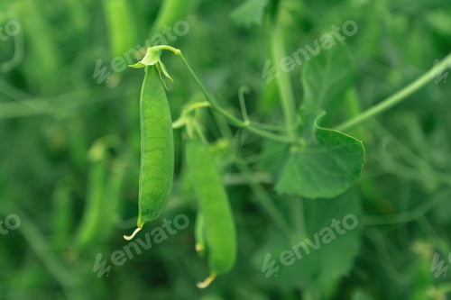 Preview: Locally grown green pea in organic garden