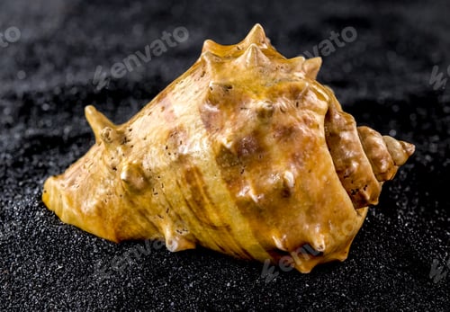 Preview: Old orange Seashell on a black sand background