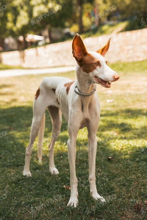 Preview: A white and brown dog ibicencan hound standing in the park outdoors in a sunny day