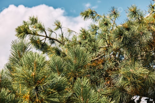 Preview: Close up of a majestic pine tree with vibrant yellow flowers against a backdrop of clear blue sky