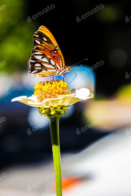 Preview: Butterfly perched upon a flower in Midtown Sacramento, CA