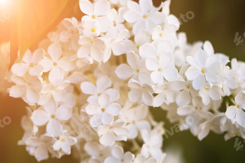 Preview: Closeup of beautiful and delicate spring white lilac flowers