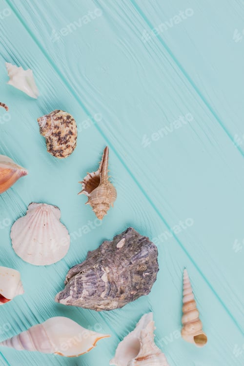 Preview: Colorful sea shells on blue background with copy space.