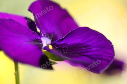 Preview: violet