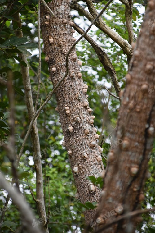 Preview: close up of a tree trunk detail with spikes