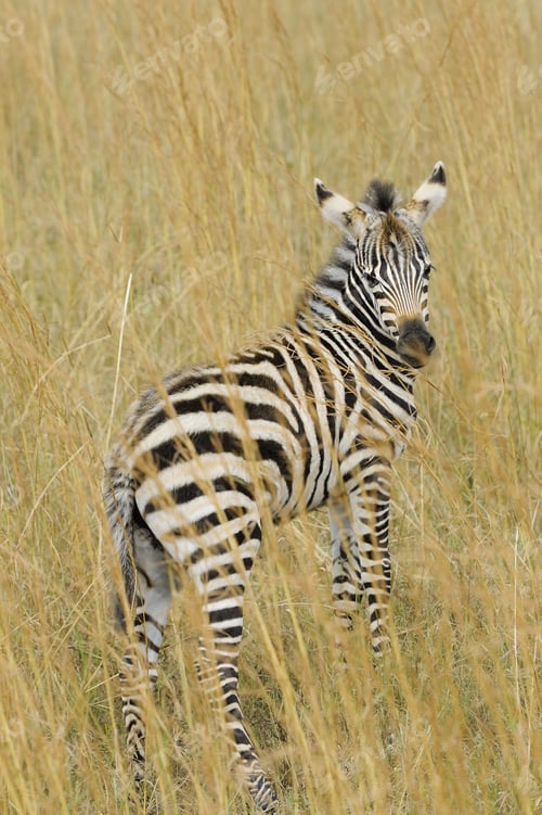 Preview: Zebra on grassland in Africa