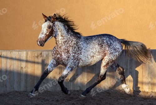 Preview: Beautiful rare mixed breed of Spanish and Appaloosa horse.