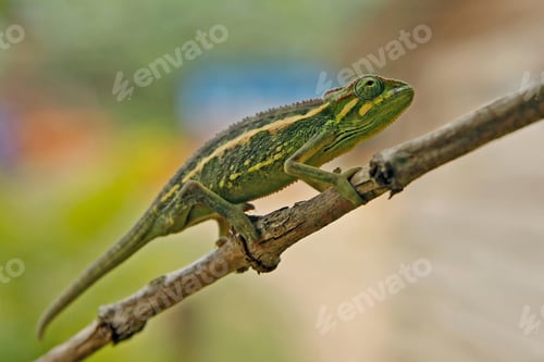 Preview: chameleon, reptile, pet, coloured, colours