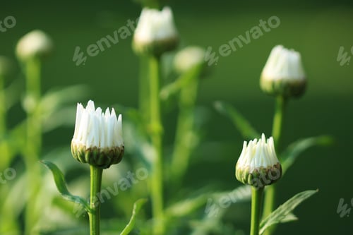 Preview: Daisies budding and getting ready to open.