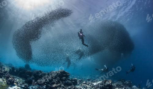 Preview: diver and the sardines