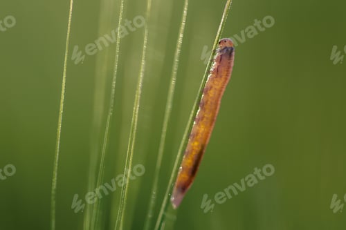 Preview: Macro of a baby caterpillar eating barley in nature