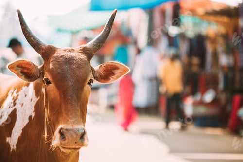 Preview: Anjuna, Goa, India. Cow Close Up Portrait At Anjuna Market Street