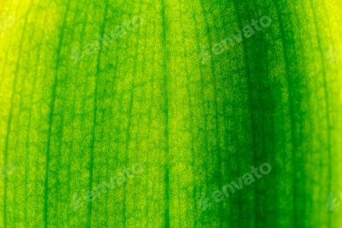 Preview: Macro leaf, green background