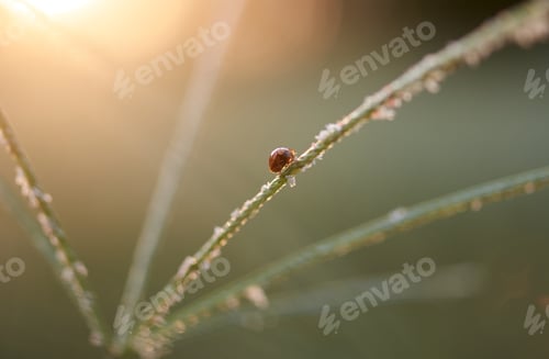 Preview: The ladybug on ear of wheat