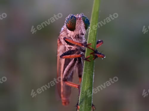 Preview: Robberfly
