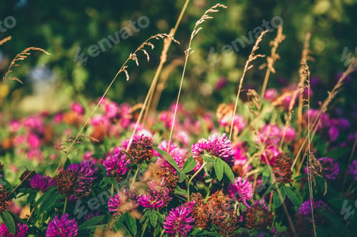 Preview: Meadow of Clover Flowers.