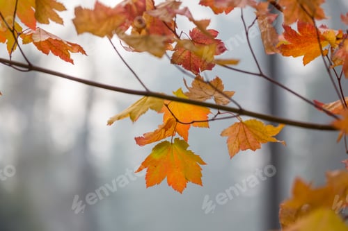 Preview: Autumn leaves