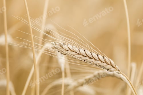 Preview: Triticum turgidum Rivet wheat