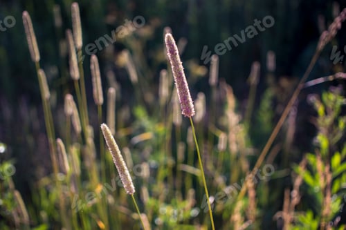 Preview: Flowers of plantain in early morning sun.