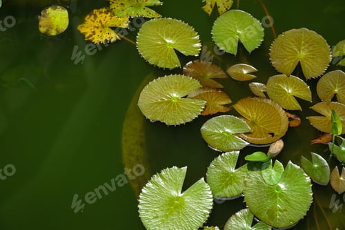 Preview: Water lilies float on the surface of a green pond in Bali