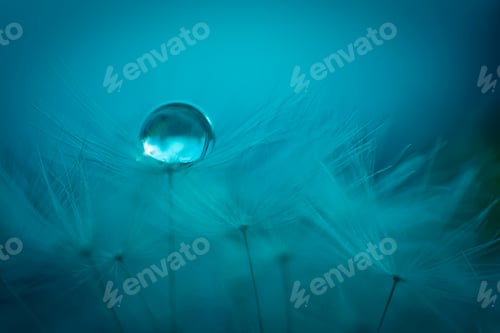 Preview: Germany, Baden-Wuerttemberg, Dandelion with water drop at dusk