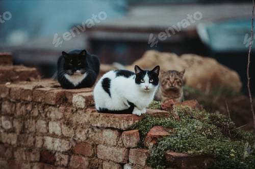 Preview: Different cats sitting on a stone border