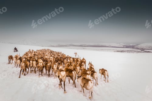 Preview: Herd of reindeer in a snowy landscape with herders