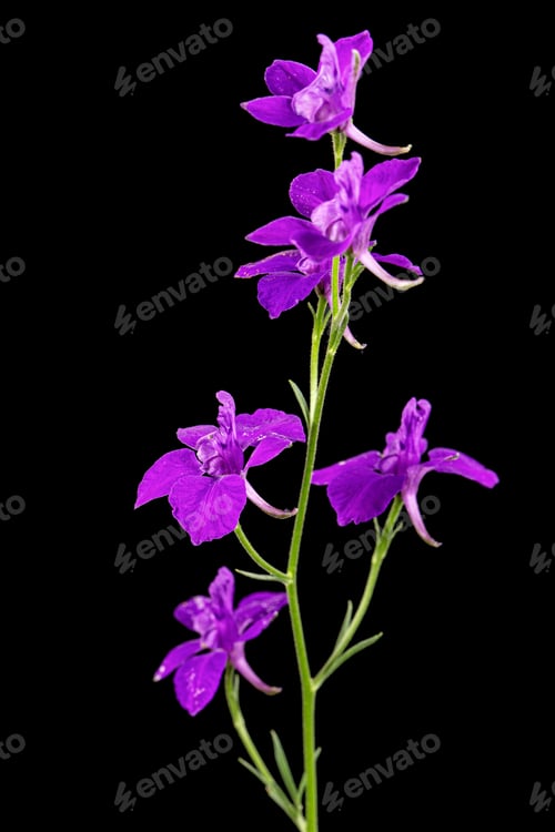 Preview: Violet flower of wild delphinium, larkspur flower, isolated on black background