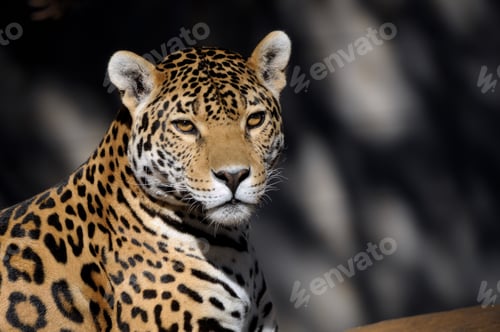 Preview: Jaguar